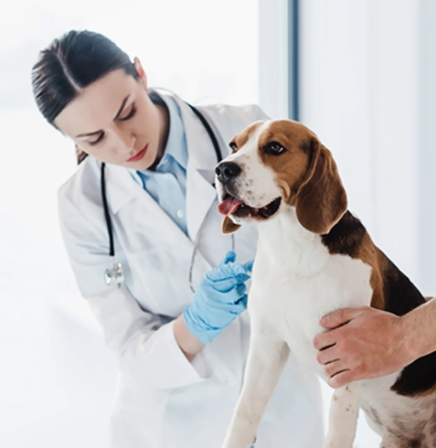 Güçlükonak Veteriner